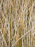 Buy Wild Grass on Chesapeake Bay Shore at AllPosters.com