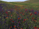 Buy Wildflowers Bloom in a Field near the Ziz River, Ziz River Valley, Morocco at AllPosters.com