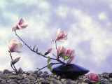 Magnolia Branch in Vase