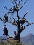 Buy Vultures Sit in a Dead Tree, Baja, Mexico at AllPosters.com