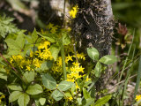 Buy Yellow Flowers, Lichen, and Undergrowth on Floor of Chinese Forest, Shennongjia, China at AllPosters.com