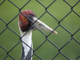 White-Naped Crane at the International Crane Foundation, Baraboo, Wisconsin