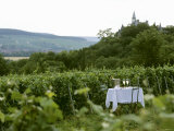 Table with Champagne Glasses in Vineyard in Champagne