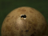 Whooping Crane Egg Hatching at the International Crane Foundation, Baraboo, Wisconsin