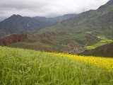Buy Village Nestled in a Valley and Fields of Wheat and Rape Flowers, Qinghai, China at AllPosters.com
