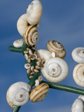 Buy White-Shelled Snails on a Chain Link Fence against the Sky, France at AllPosters.com