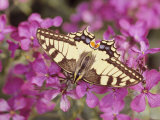 Butterfly in Phlox Flower