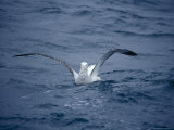Wandering Albatross Landing on the Ocean Using Wings as Air Brakes, Australia