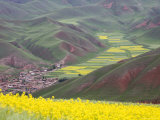 Buy Village Nestled in a Valley and Fields Wheat and Flowering Rape, Qinghai, China at AllPosters.com
