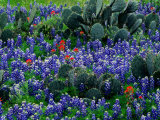 Buy Wildflowers Bloom Among Cacti in a Field in Texas at AllPosters.com