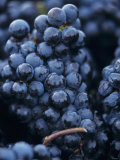 Cabernet-Sauvignon Grapes from Pomerol, France