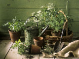Still Life with Various Herbs in Pots