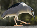 Wild Black-Crowed Night-Heron, Santa Barbara, California
