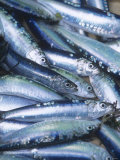 Freshly Caught Sardines (Brittany, France)