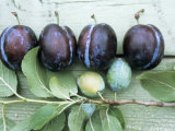 Ripe Damsons and Green Damsons on Branch