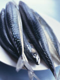 Buy Mackerel at AllPosters.com