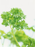 Parsley