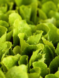 Loose-Leaf Lettuce