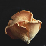 Buy Oyster Mushrooms at AllPosters.com