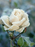 White Rose with Ice Crystals