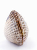Buy A Clam at AllPosters.com