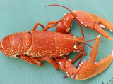 Buy A Cooked Lobster at AllPosters.com