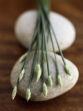 Buy Garlic Chives at AllPosters.com