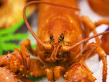 Buy Cooked Lobster at AllPosters.com