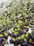 Olive Harvest (Tenuta San Vito, Tuscany, Italy)