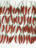 Buy Chili Peppers Lined Up at AllPosters.com