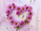 Heart of Pink Asters