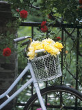 Buy Yellow Roses in Bicycle Basket, Red Climbing Roses Behind at AllPosters.com