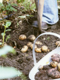 Harvesting Potatoes: Lifting Potatoes out of Ground with Fork
