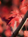 Red Maple Leaves