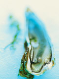 Buy Fresh Oyster with Pearl at AllPosters.com