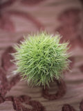 Buy Sweet Chestnut at AllPosters.com