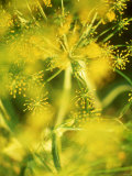 Dill with Flowers