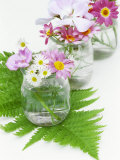 Geraniums and Chrysanthemums in Jars with Fern