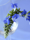 Buy Sage Flowers at AllPosters.com