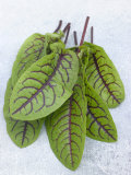 Buy Fresh Sorrel Leaves at AllPosters.com