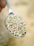 Buy Pearl Barley on a Spoon at AllPosters.com