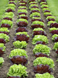 Buy Lettuce Field at AllPosters.com