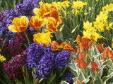 Mixed Flowering Bulbs: Tulips, Narcissi, Hyacinths
