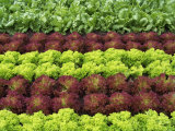Lettuce Field