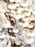 Buy Enokitake Mushrooms at AllPosters.com