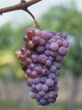 Zierfandler Grapes