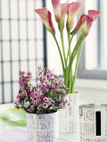 Still Life with Calla Lily and Geraldton Wax Flowers