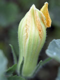 Courgette Flower on the Plant