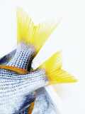 Buy Tails of Two Yellowfin Seabream at AllPosters.com