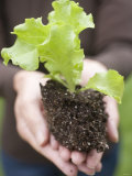 Buy A Young Lettuce Plant in Someone's Hands at AllPosters.com